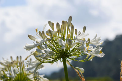 Close-up of white flowering plant against sky