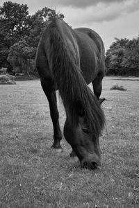 Horse grazing on field