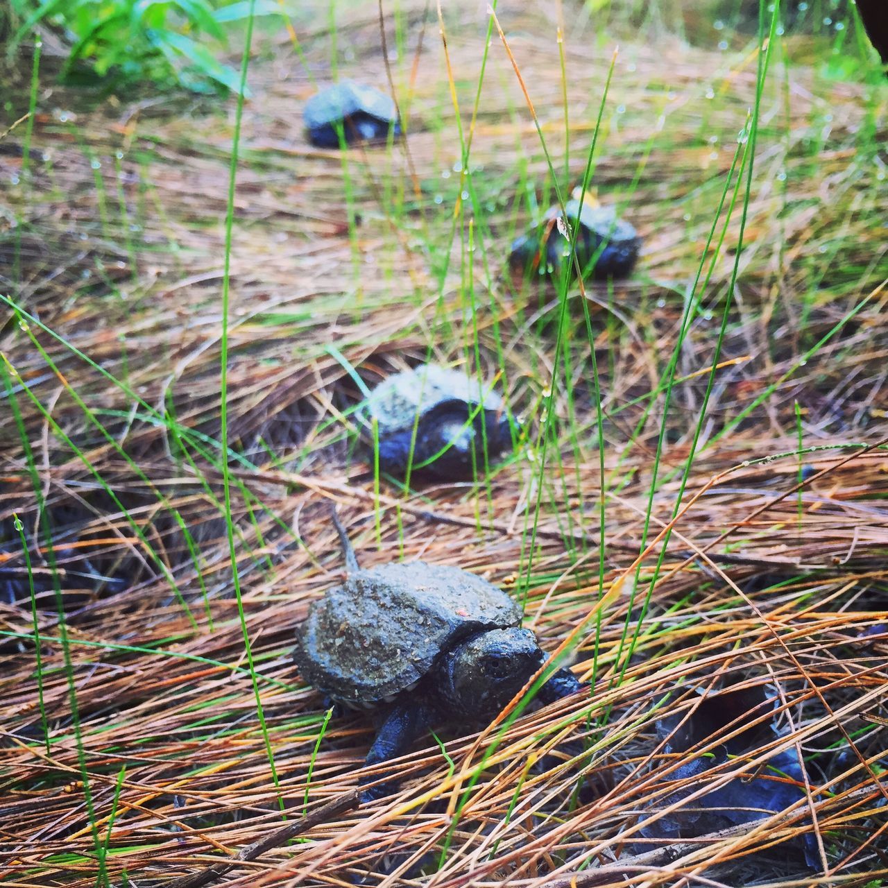 Turtleparade