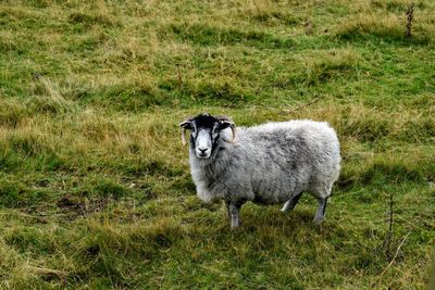 Sheep standing in a field