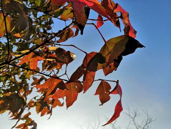 Low angle view of autumnal tree against sky