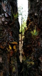 Close-up of moss growing on tree trunk