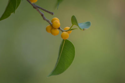 Close-up of yellow flowering plant