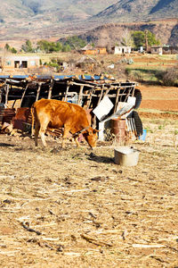 High angle view of cow on field