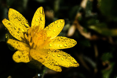 Close-up of raindrops on yellow flower