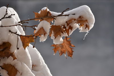 Close-up of snow covered dry leaves