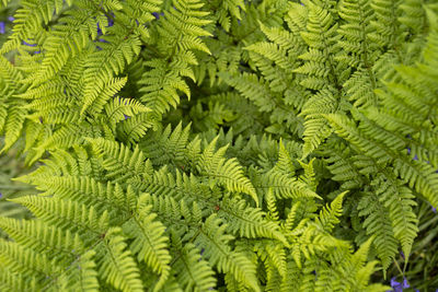 Full frame shot of green leaves