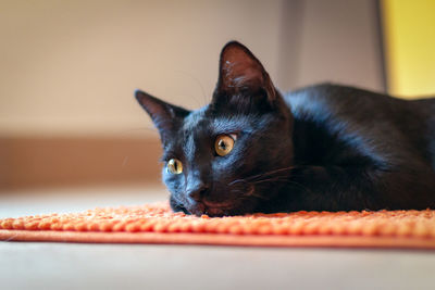 Close-up of cat resting