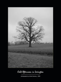 Bare trees on grassy field