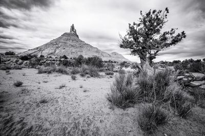 Trees on desert against sky