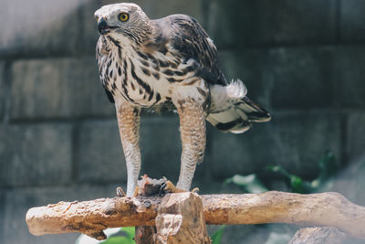 Close-up of owl perching on wood