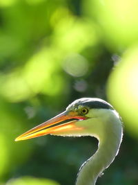 Close-up of a bird