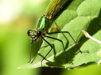 Close-up of insect on leaf