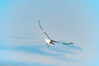 Low angle view of bird flying in sky