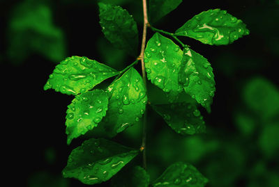 Close-up of raindrops on leaves