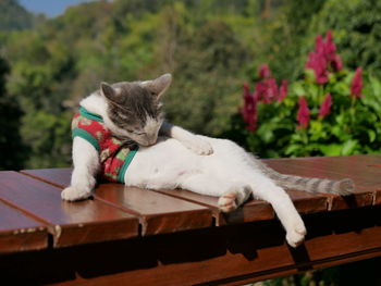 Cat sleeping