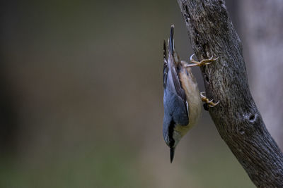 Close-up of birds perching on tree trunk