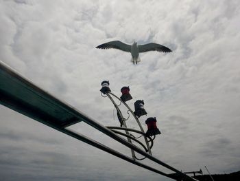 Low angle view of bird flying