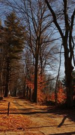 Road passing through bare trees