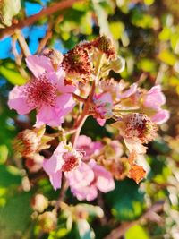 Close-up of pink cherry blossoms