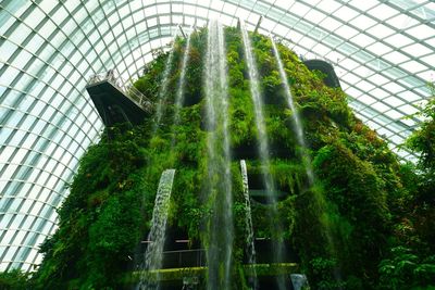 Low angle view of plants growing in greenhouse