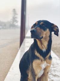 Close-up of a dog looking away