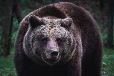 Close-up of a brown bear 