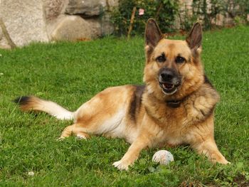 Close-up portrait of a dog on grass