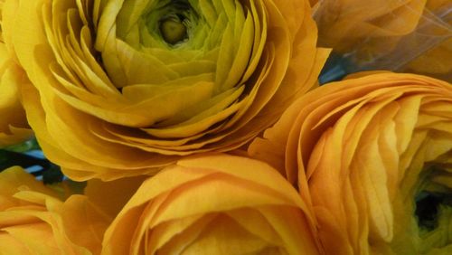 Close-up of yellow flower