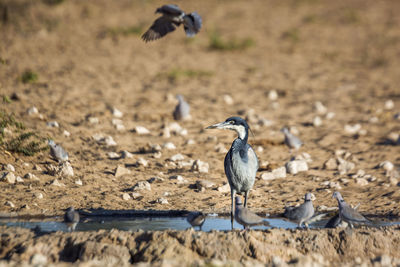 Bird perching on a land