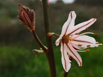 Close-up of flower against blurred background
