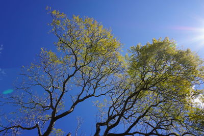 Low angle view of trees against blue sky