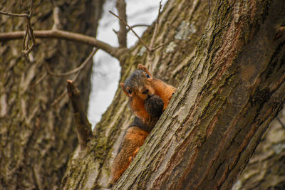 View of squirrel on tree trunk