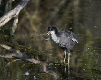 Bird perching on a lake