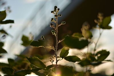 Close-up of plant