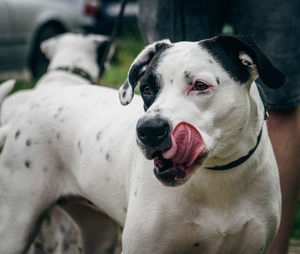 Close-up of dogs