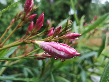 Close-up of wet pink flower buds