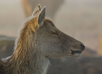 Close-up of giraffe