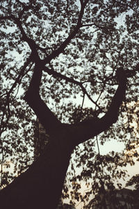 Low angle view of silhouette tree against sky