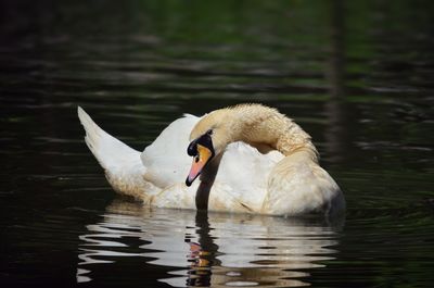 Swan swimming in lake