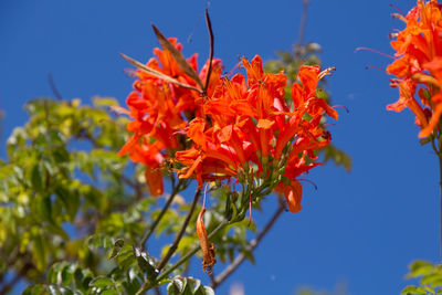 Low angle view of red flowering plant against sky