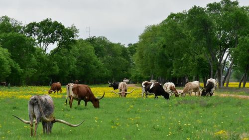 Horses grazing in a field