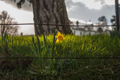 Close-up of yellow flowers growing in field against sky