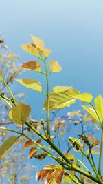 Close-up of plant against clear sky