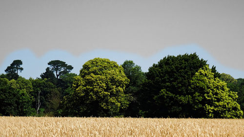 Trees on field against sky