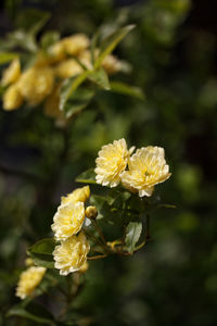 Close-up of yellow flowers blooming outdoors