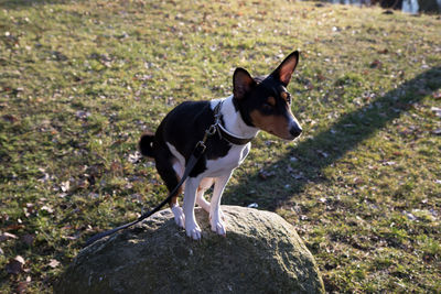 High angle view of dog looking away on field