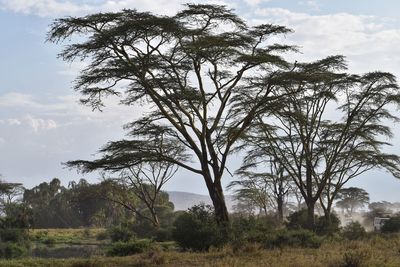 Tree in field against sky