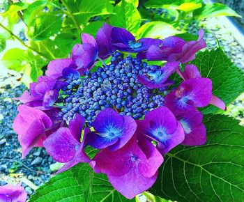 Close-up of purple hydrangea flowers in park