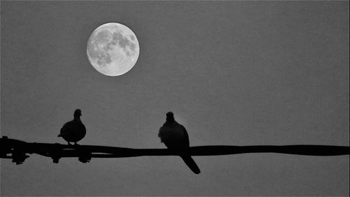 Low angle view of birds perching on the sky